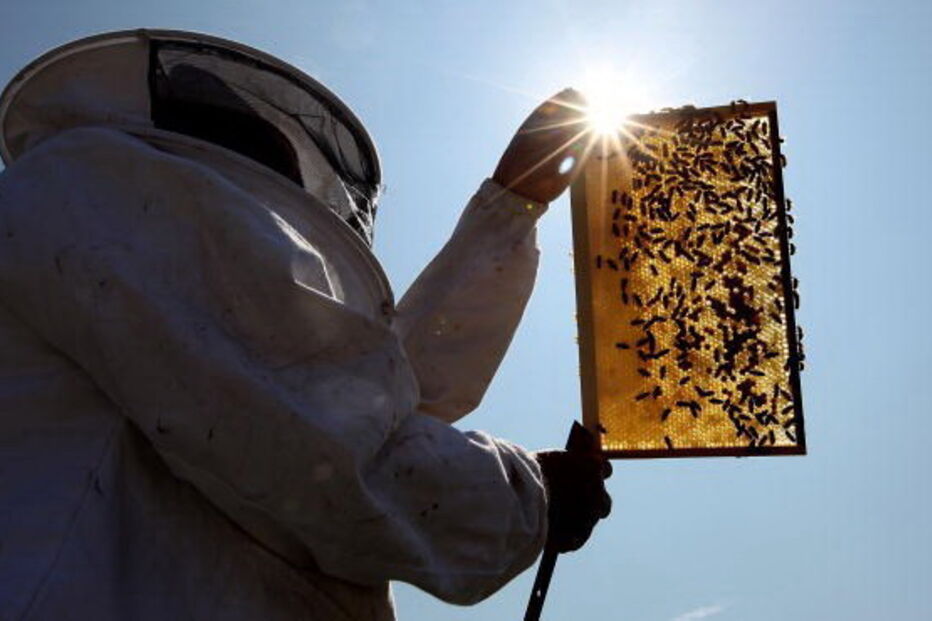 Homem morre asfixiado depois de ser picado por abelhas