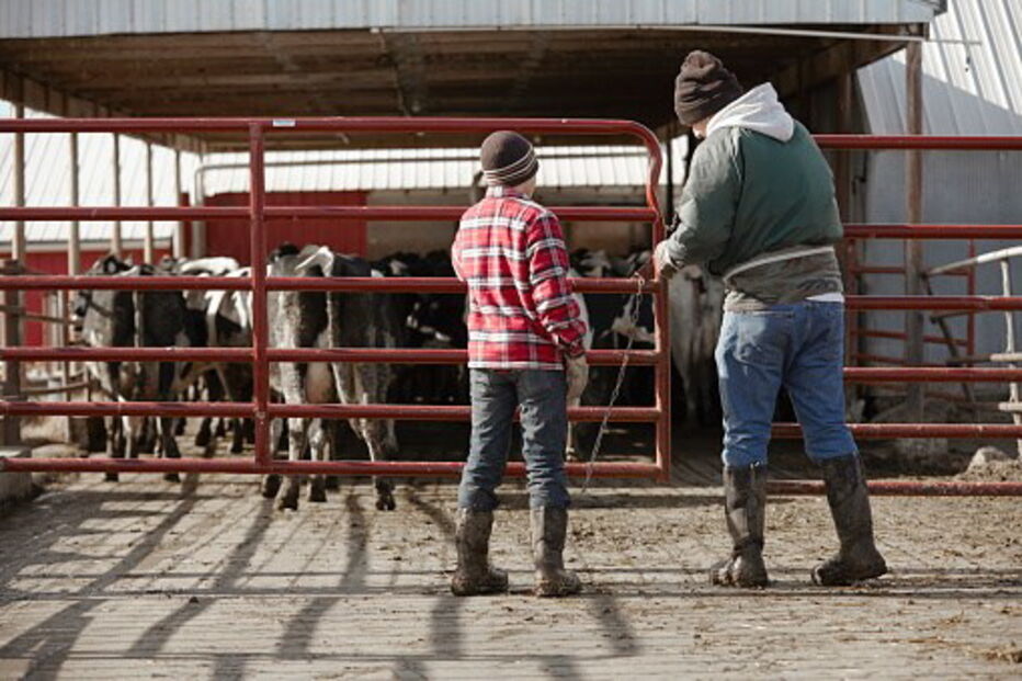 Menino foi obrigado a fazer sexo com uma vaca