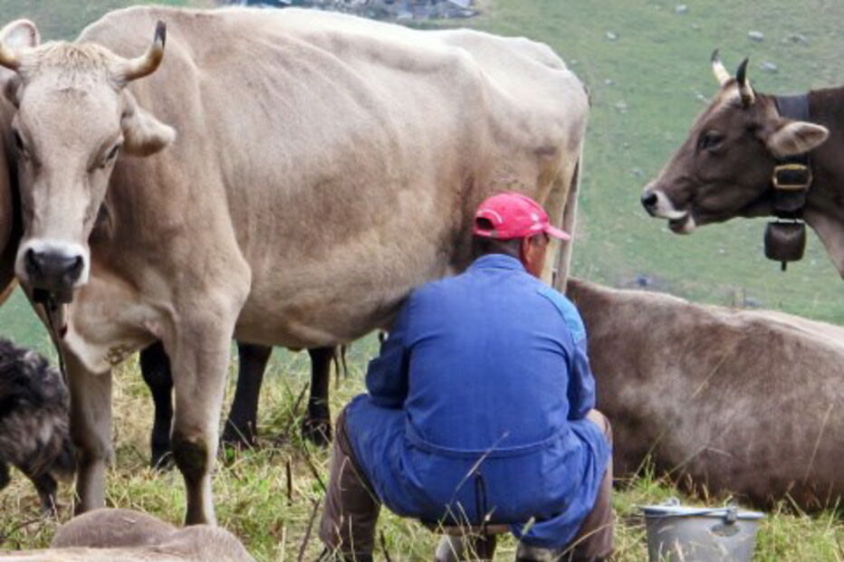 Menino foi obrigado a fazer sexo com uma vaca