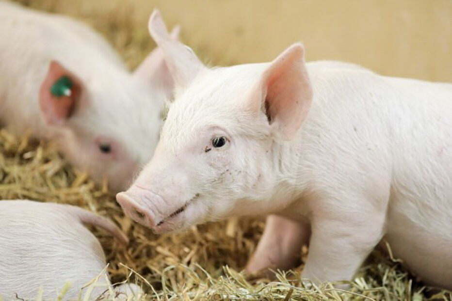 Batalha, porcos, descarga, ilegal, afluentes suinícolas