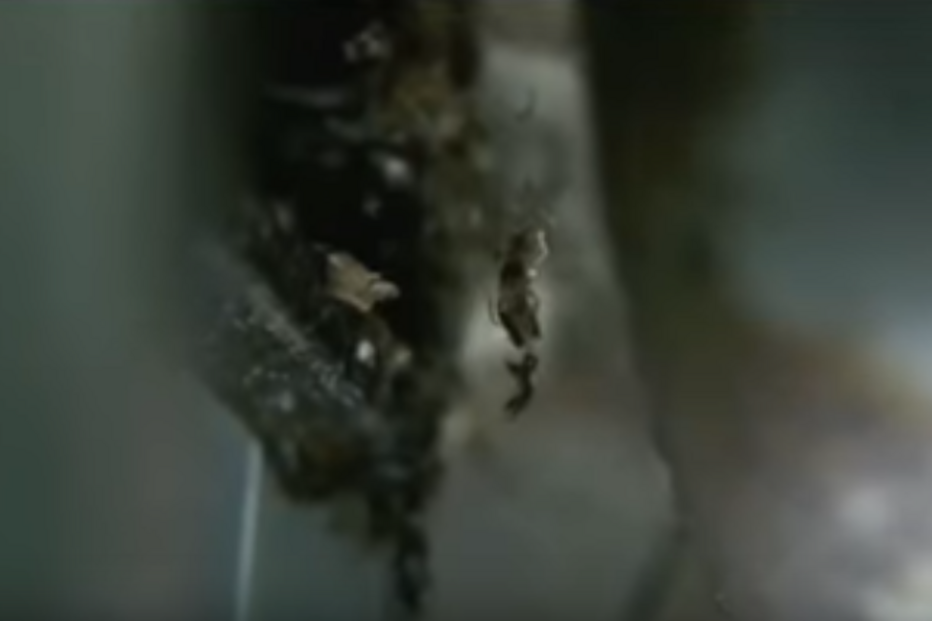 Canela, Pesadelo na Cozinha, baratas, higiene, Ljubomir Stanisic, chef, ASAE, restaurante