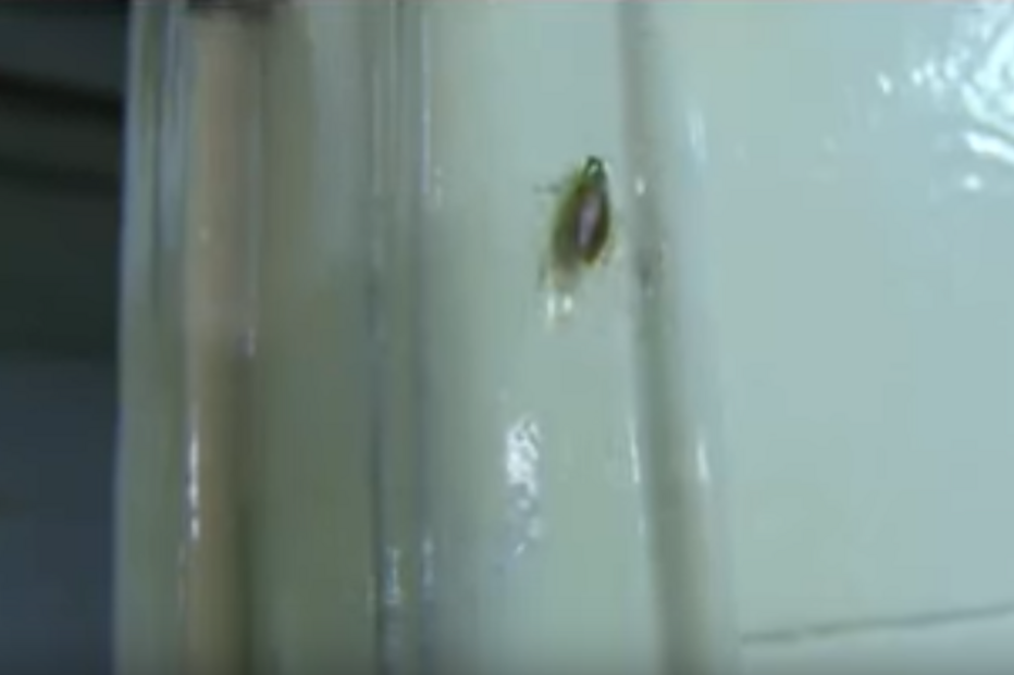 Canela, Pesadelo na Cozinha, baratas, higiene, Ljubomir Stanisic, chef, ASAE, restaurante