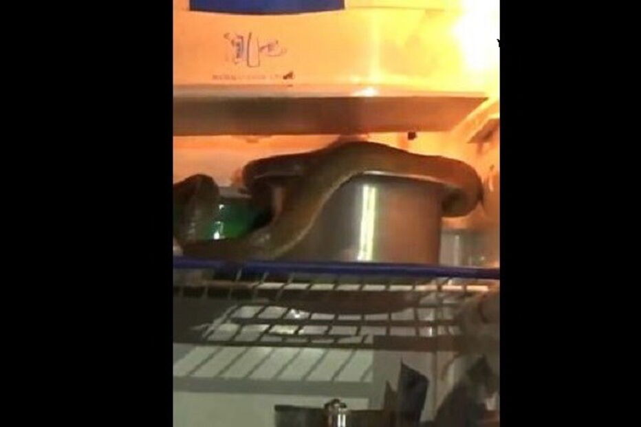 Sircilla, Índia, Telengana, cobra, frigorífico