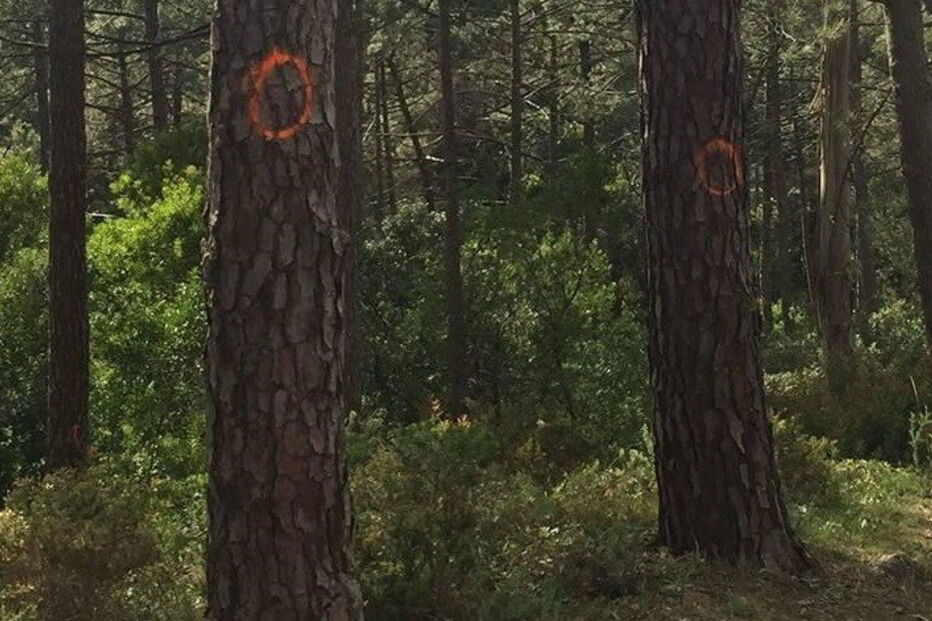 Milhares de árvores estão marcadas para abate no Parque Natural Sintra-Cascais