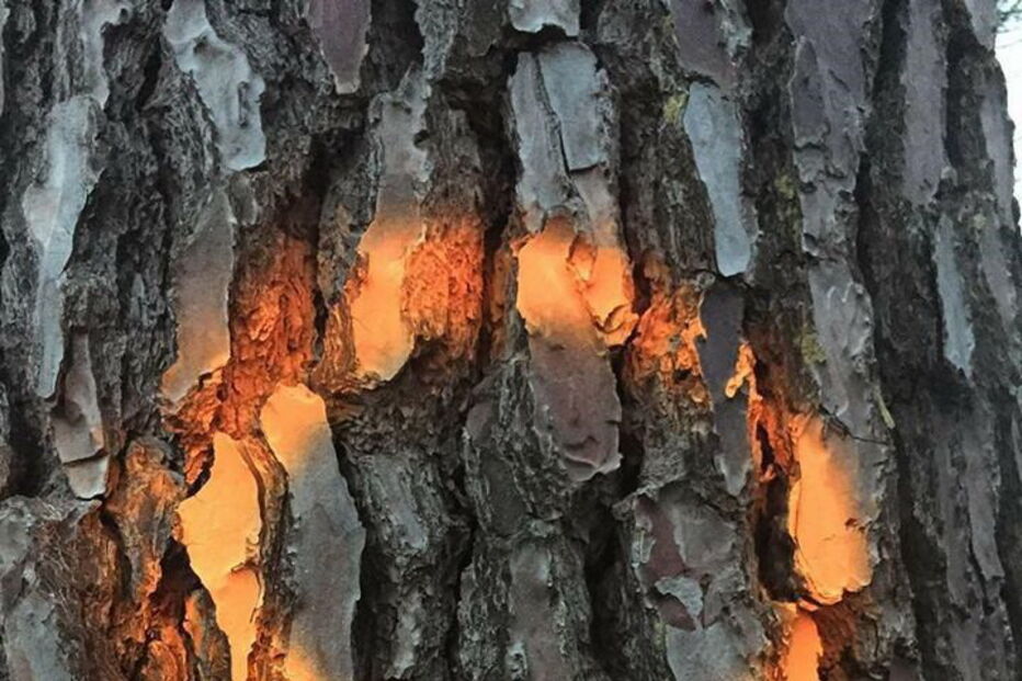 Milhares de árvores estão marcadas para abate no Parque Natural Sintra-Cascais