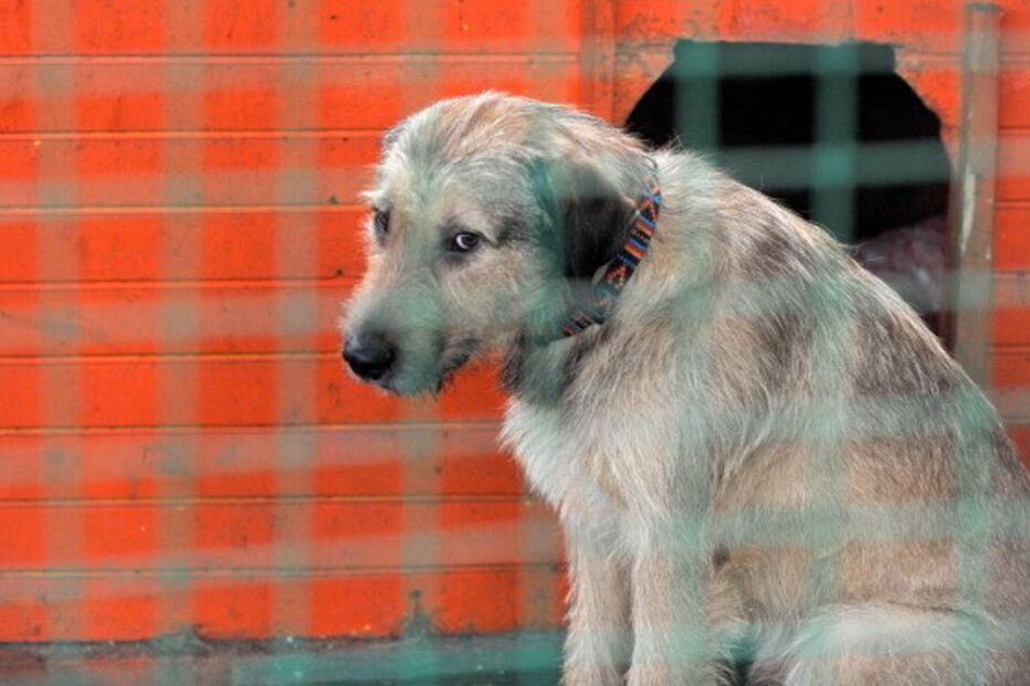 cães, bate, detido, Lisboa, 