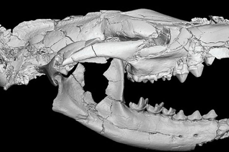 Europa, PLOS One, África, Matthew Borths, Universidade da Califórnia, Anúbis, Ásia, Masrasector nananubis, ciência e tecnologia
