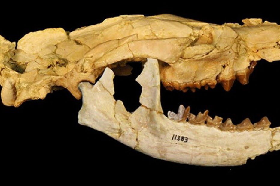 Europa, PLOS One, África, Matthew Borths, Universidade da Califórnia, Anúbis, Ásia, Masrasector nananubis, ciência e tecnologia