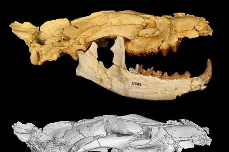 Europa, PLOS One, África, Matthew Borths, Universidade da Califórnia, Anúbis, Ásia, Masrasector nananubis, ciência e tecnologia