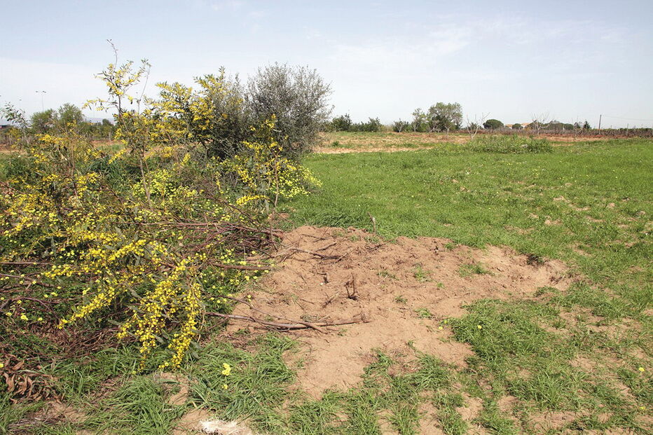 Ministério Público, Joaquim Guedes, Portimão, Judiciária, professor, Termo de Identidade e Residência, Lagoa, João Marcelino, crime, lei e justiça, crime, homicídio, questões sociais, tribunal