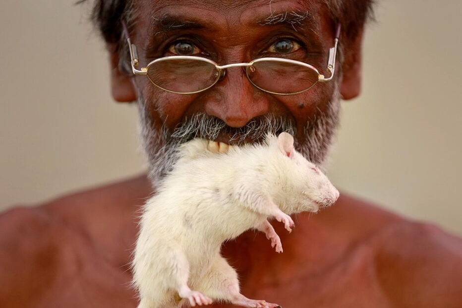 indianos, agricultores, crânios, ratos, animais, seca,  Tamil Nadu, governo, índia