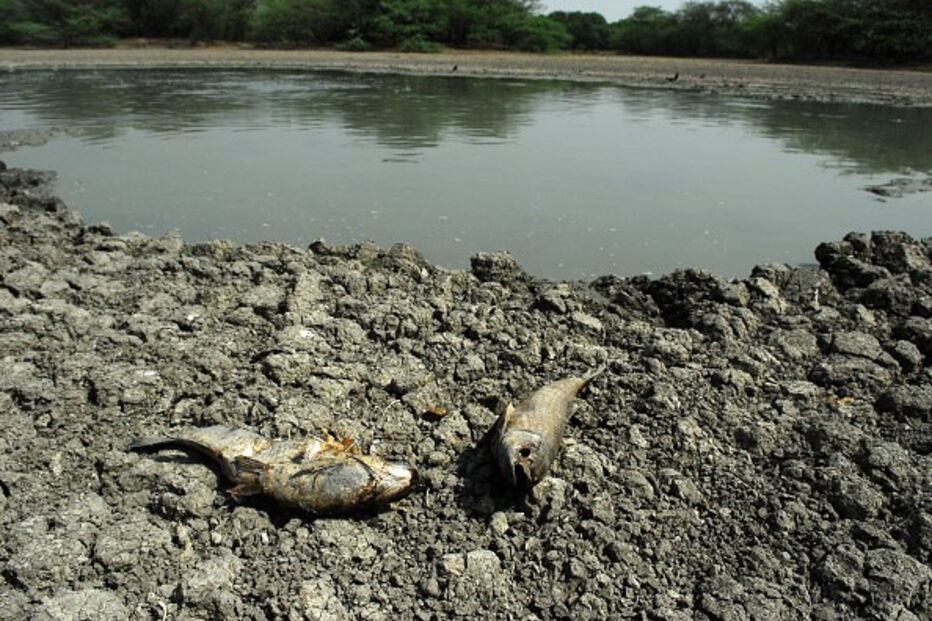 indianos, agricultores, crânios, ratos, animais, seca,  Tamil Nadu, governo, índia