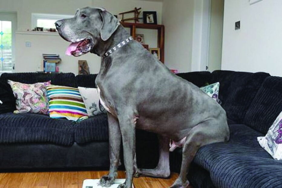 Grand Danois, carne, comida, gigante, elefante