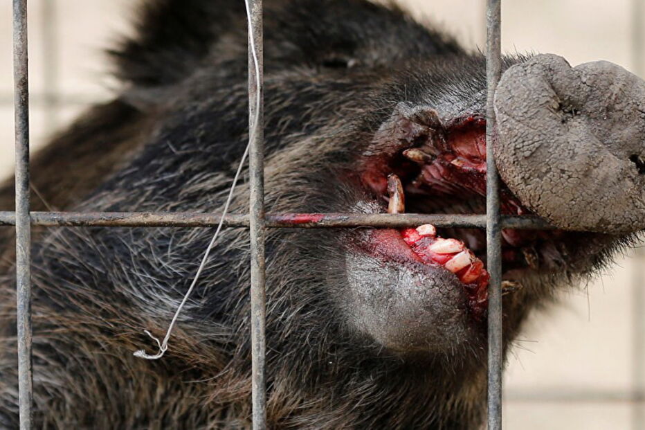 Militantes do Daesh foram atacados por um grupo de javalis