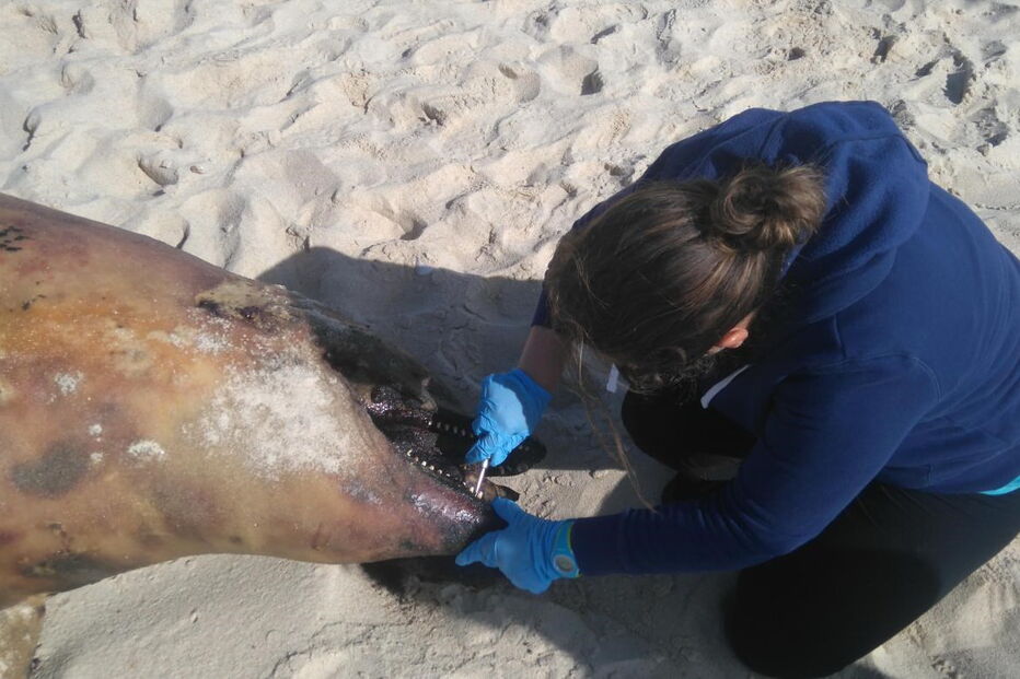 Golfinho morto, Farol Leste, Ilha da Culatra, Polícia Marítima de Olhão, Instituto da Conservação e Florestas, Porto de Olhão