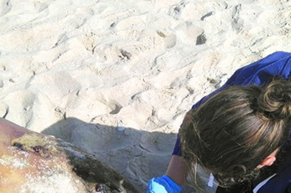 Golfinho morto, Farol Leste, Ilha da Culatra, Polícia Marítima de Olhão, Instituto da Conservação e Florestas, Porto de Olhão