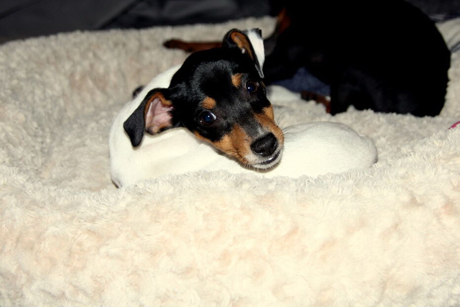 2017-04-27_10_03.24 lola1.JPG