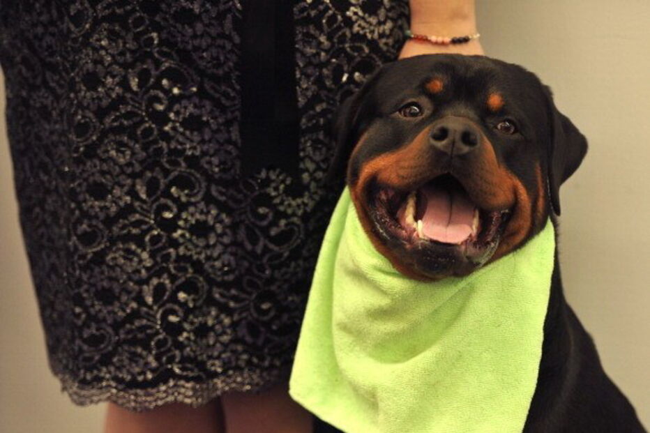 Cães potencialmente perigosos