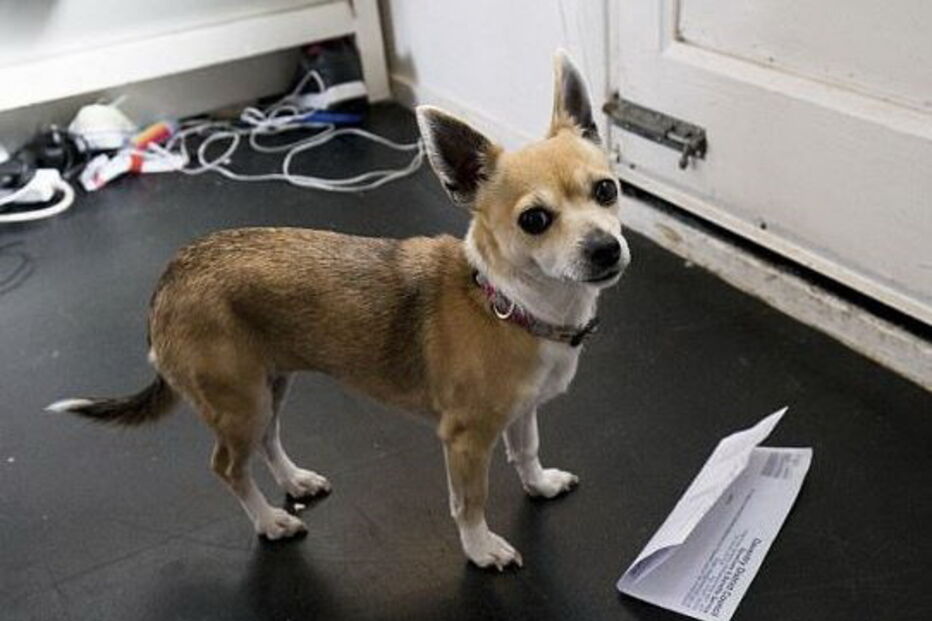 carteiro, perigoso, chihuahua, medo