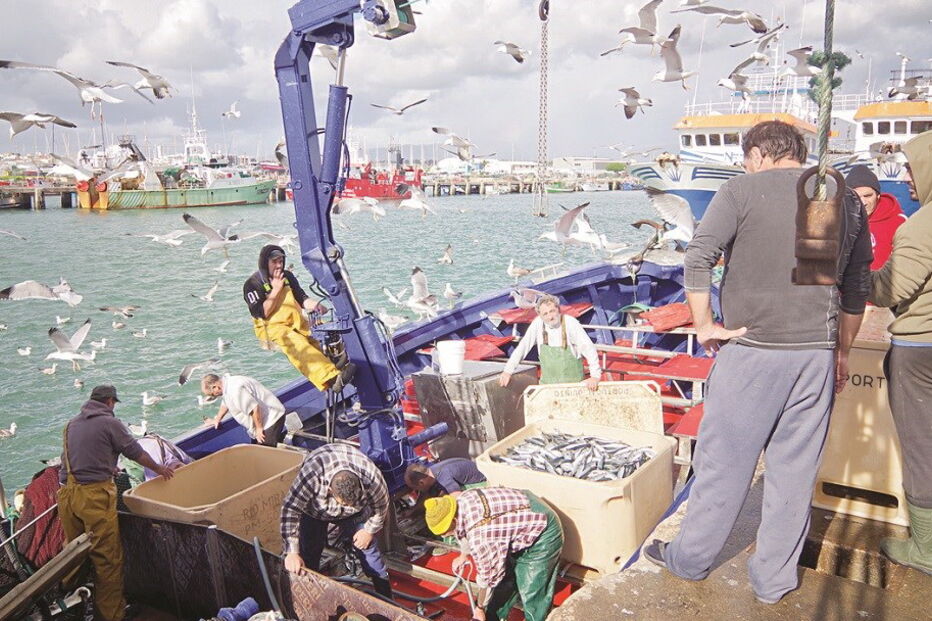 peixe, algarve, lota, receitas, venda