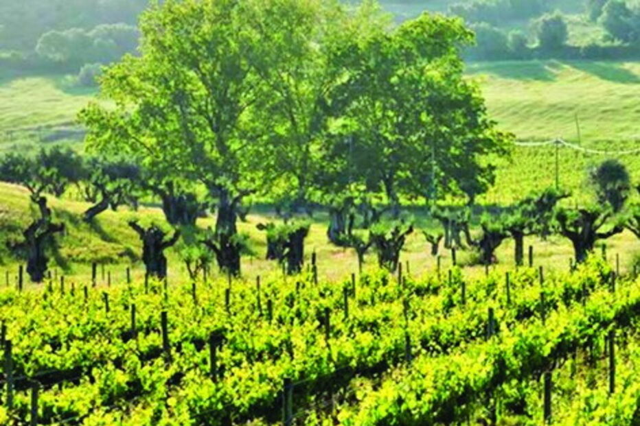 vinho, continentes, é para exportar, José Maria da Fonseca