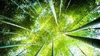 Investigadores criam bioestimulantes para que plantas resistam às alterações climáticas