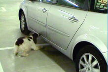 Vídeos registam animais em ação 