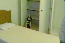 Vídeos registam animais em ação 