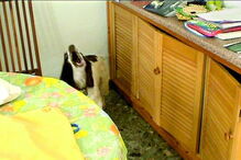 Vídeos registam animais em ação 