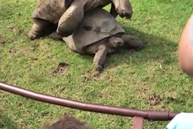 Jardim Zoológico de Melbourne, Austrália, questões sociais, sexo, tartarugas