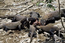 Dentada do dragão de Komodo é muito venenosa