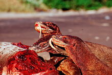 Dentada do dragão de Komodo é muito venenosa