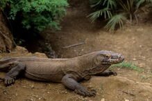 Dentada do dragão de Komodo é muito venenosa