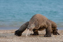 Dentada do dragão de Komodo é muito venenosa
