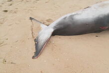 Baleia-anã deu à costa em praia algarvia