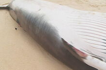 Baleia-anã deu à costa em praia algarvia