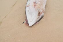 Baleia-anã deu à costa em praia algarvia