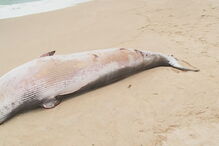 Baleia-anã deu à costa em praia algarvia