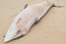 Baleia-anã deu à costa em praia algarvia