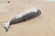 Baleia-anã deu à costa em praia algarvia
