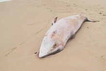 Baleia-anã deu à costa em praia algarvia
