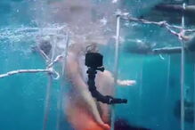 tubarão, Florida, Estados Unidos, Molly Cavalli, dentada, mordida, tornozelo