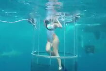 tubarão, Florida, Estados Unidos, Molly Cavalli, dentada, mordida, tornozelo