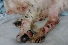 'Flick' apresentava queimaduras, cortes e hematomas