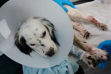 'Flick' apresentava queimaduras, cortes e hematomas