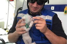 Xabregas, Lisboa, Bombeiros Sapadores de Lisboa, incêndio, salvamento, gato