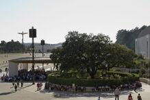 A azinheira monumental de Fátima