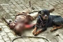 2017-05-13_00_42.08 O cão Tiger não saiu de junto do cadáver do dono até ser encurralado pela polícia e por populares.JPG