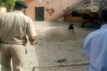 2017-05-13_00_42.09 Polícia e populares encurralaram o cão com recurso a varas e pedras. O rottweiler matou o dono e comeu a carne durante uma hora.JPG