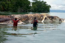 Hulung, Indonésia, Seram, cachalote, impressiona, dá à costa, deu à costa, Comando Militar de Pattimura